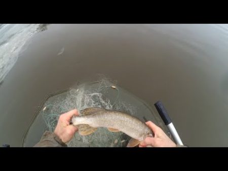 Удачная рыбалка перед ледоставом выборка сети после пробота