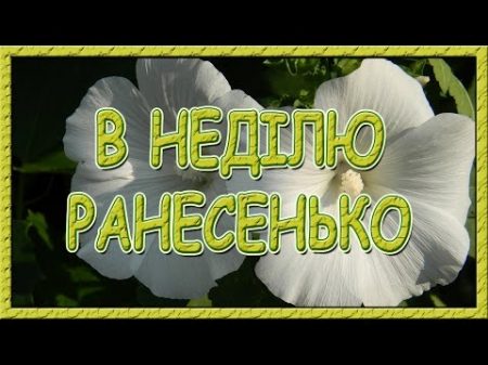 Українські пісні про кохання В неділю ранесенько