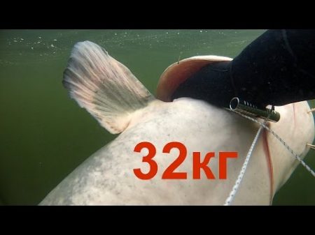 Подводная охота искал судака а нашел сома на 32кг spearfishing for catfish