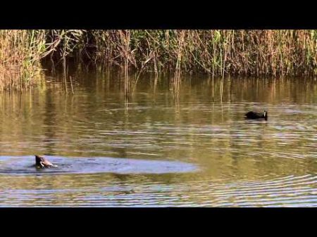 Водная жизнь 6 26 Бульон жизни