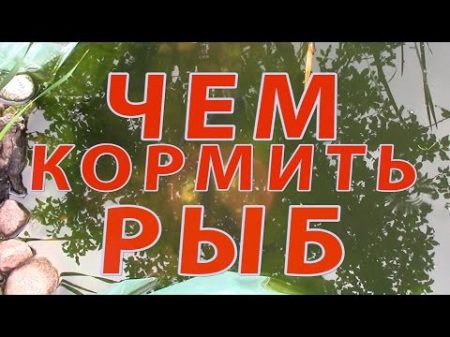 Чем КОРМИТЬ РЫБ! Кормление карпа в водоеме своем пруде