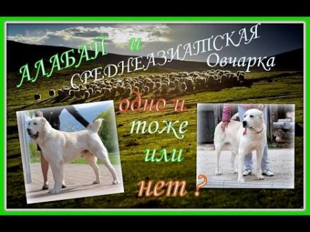 Алабай или азиат