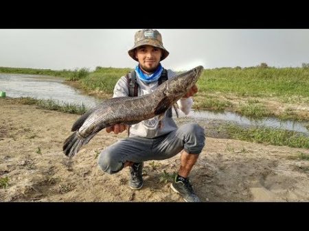 Ловля змееголова Узбекистан Catching snakehead Uzbekistan