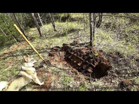 Лесная разведка УЖД Траки пошли ПАЧКАМИ