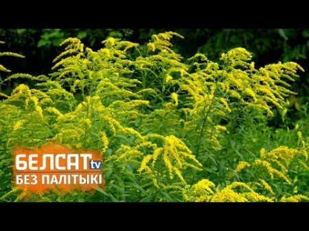Расліна забойца атакуе Беларусь Растение убийца атакует Беларусь