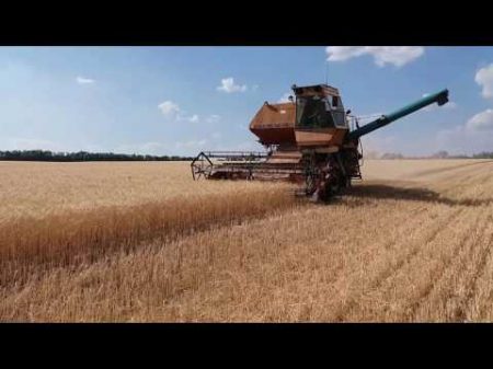 Комбайн Нива СК 5 уборка канадской озимой пшеници после пара 1 й день