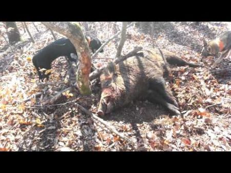 Лов на диви прасета в ДВ Участък Гогово нивище