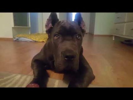 Кане Корсо и колбаса 5 месяцев Cane Corso and sausage 5 months