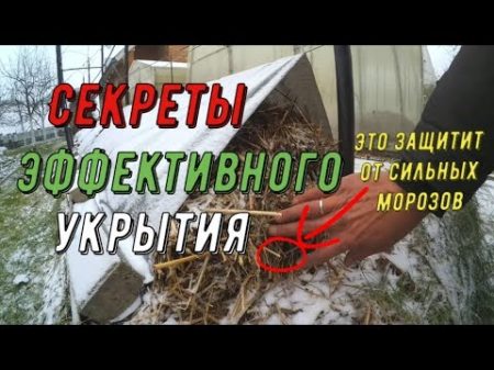 Секреты эффективного укрытия Виноградник Вадима Точилина