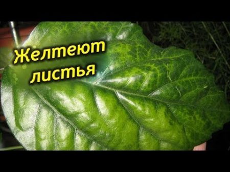 У Китайской розы желтеют и опадают листья! Почему гибискус сбрасывает бутоны