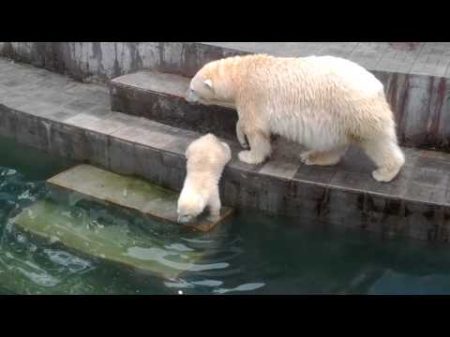 Шилка купается Новосибирск Зоопарк