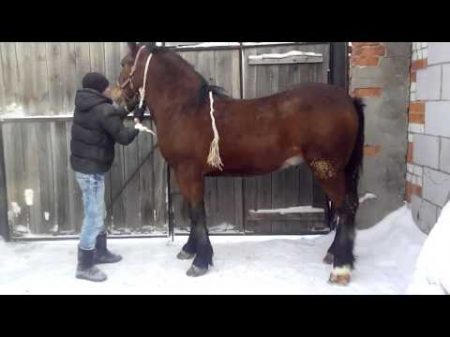 Лошади продажа Талица тел 89530003905 Николай