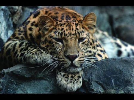 Земля леопарда Карусель жизни