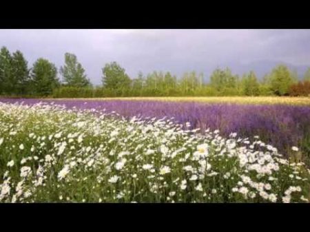 Ромашки ромашки Душевная песня!