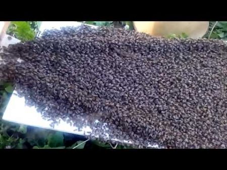 Пчелинная семья заходит в новый улей Из ловушки обессиленные