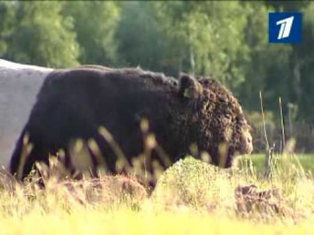 ПБК Дикие коровы на балансе рижского самоуправления