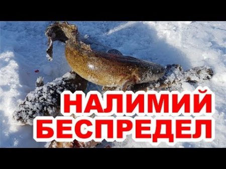 Ловля крупного налима на Байкале подводное видео