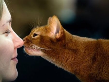 КАКИХ ЛЮДЕЙ ЛЮБЯТ КОШКИ Советы владельцам кошек Tips for cat owners