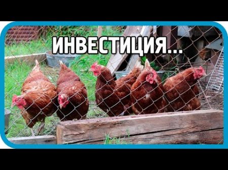 СУПЕР ИНВЕСТИЦИЯ 4650 В ХОЗЯЙСТВО ! Покупаем живность!