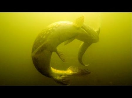 How to film 20 pike attacks underwater on fishing lures 2015 2016 Рыбалка щука атака