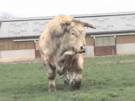 Charolais Padirac Victorieux Tyran 夏洛来牛 Шароле シャロレー