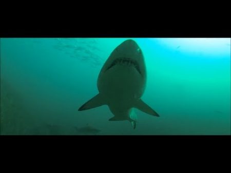 Акулы в Тихом Океане видео клип про акул на свободе Песчаная акула в океане у берегов Австралии