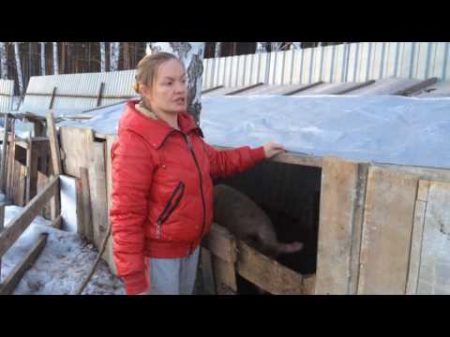 Содержание свиней зимой жизнь в деревне