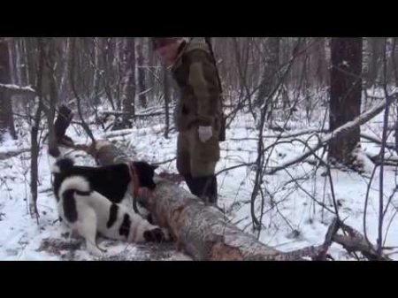 Воспитание лайки Последняя охота Чипея