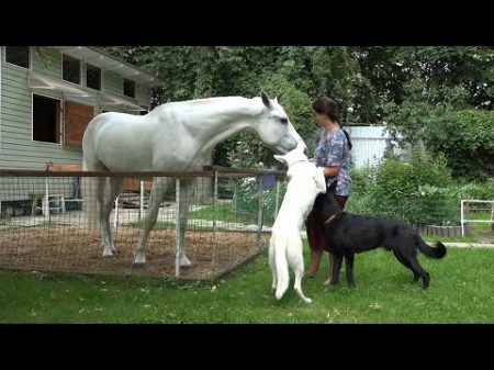 Наши лошади и собаки между белым и черным