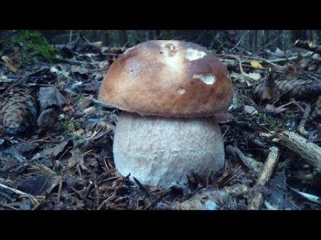 Белые грибы еловые КРАСИВЫЕ! 31 08 2017 Ссылка на группу вконтакте https vk com gribniki russia