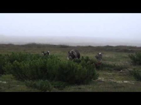 Охота на медведя в Магаданской области