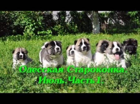 Собачий рынок Староконный рынок DOG TOP 5 Птичий рынок Рынок животных Кошки Собака Одесса