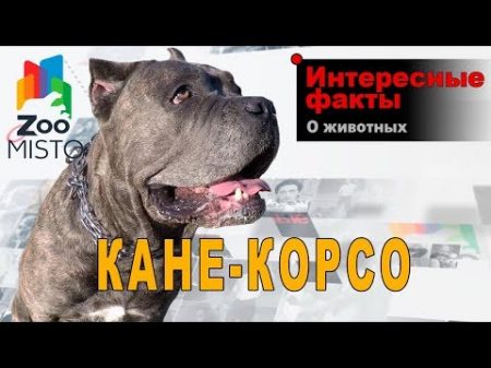 Кане корсо Интересные факты о породе