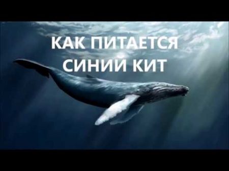 Как питается синий кит