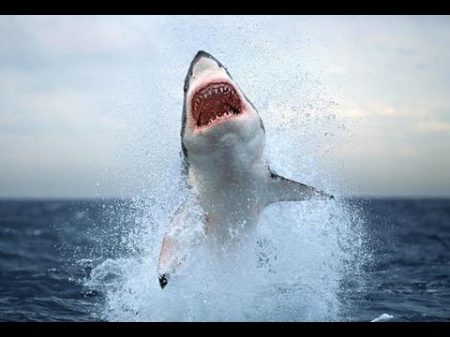 Нападение акулы Приморский край 2011