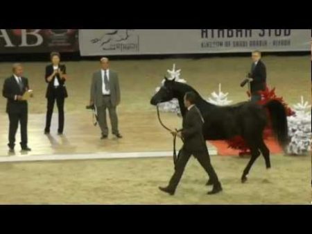Чемпионат мира арабской лошади