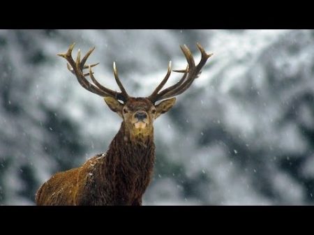 Благородный олень зимой Film Studio Aves