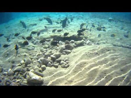 Подводные обитатели Красного моря