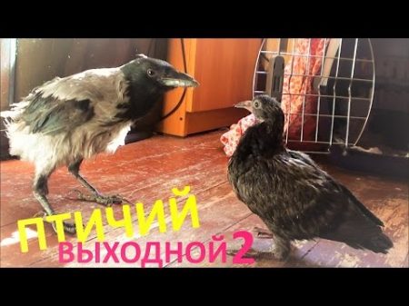 Птичий выходной 2 Голубь защищает птенцов