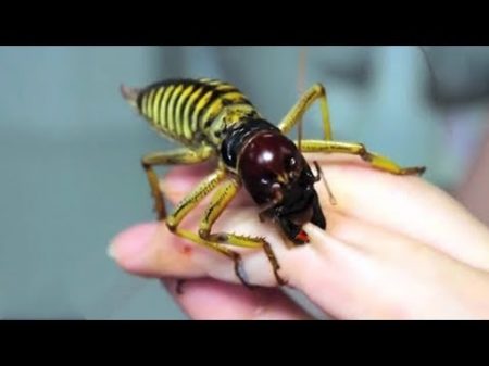 10 САМЫХ БОЛЬШИХ НАСЕКОМЫХ В МИРЕ