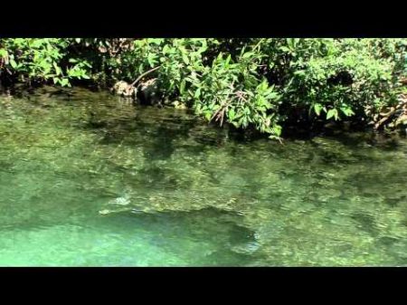 Водная жизнь 14 26 Соленые леса