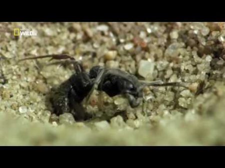 Удивительные насекомые Incredible Insects HDTVRip