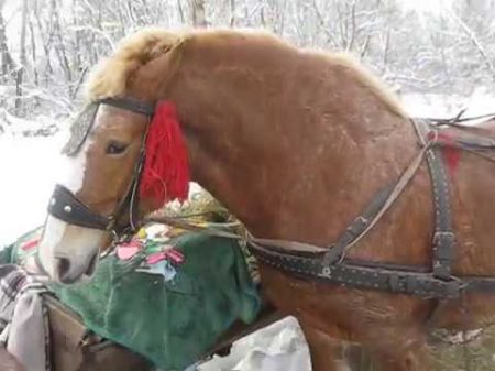 Коні ваговози Заболотів базар 2018