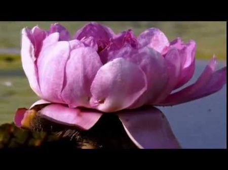 Эта музыка околдовывает и завораживает! HD
