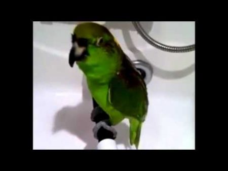 Самые смешные и умные попугаи Most funny parrots