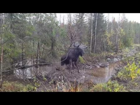 Бедняга лось запутался в проводах
