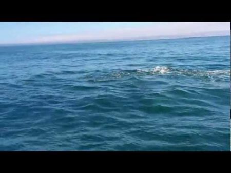 киты убийцы окружили катер