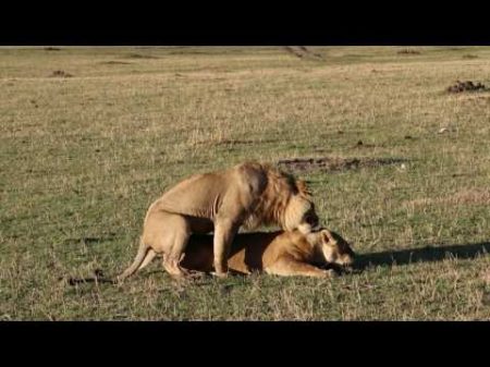 Львы Лев и Львица Африка Кения Africa Kenya Masai Mara Сафари Safari