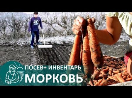 Посадка моркови весной по технологии Гордеевых