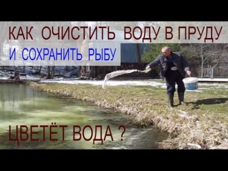 ЧТОБЫ ВОДА В ПРУДУ С РЫБОЙ НЕ ЦВЕЛА ВНОСИМ ИЗВЕСТЬ !!! Пруд на своём участке